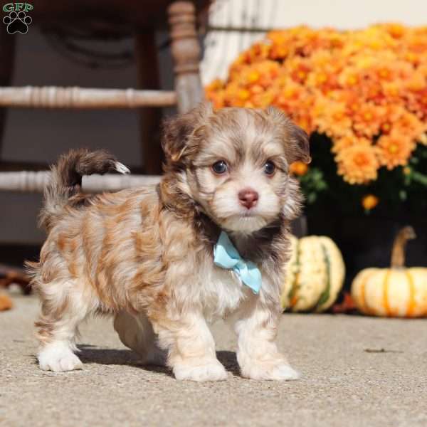 Waylon, Havanese Puppy